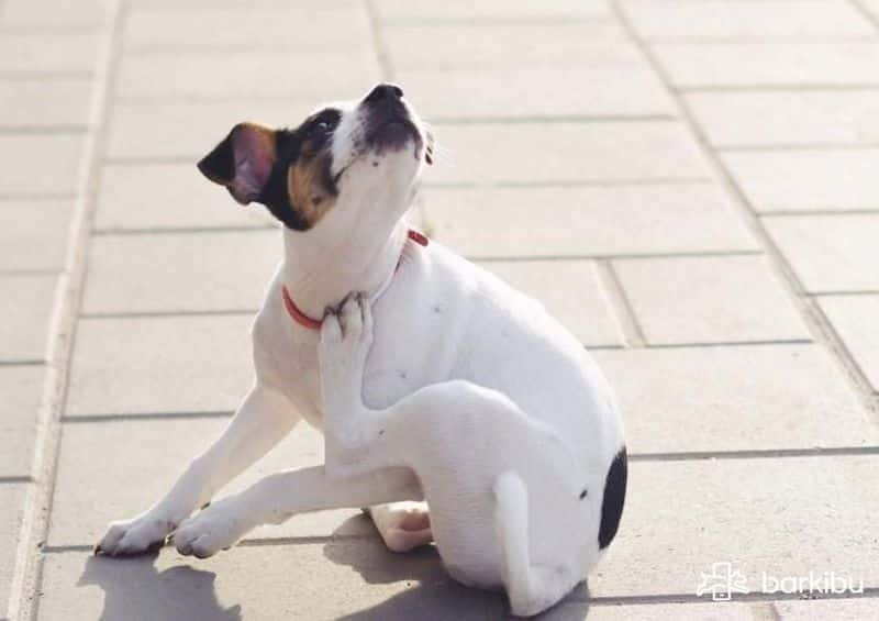 imagenes de sarna en perros imagenes de sarna en perros